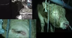 上車即鎖門好習慣 華裔女保住財物 | 東方網 | 馬來西亞東方日報