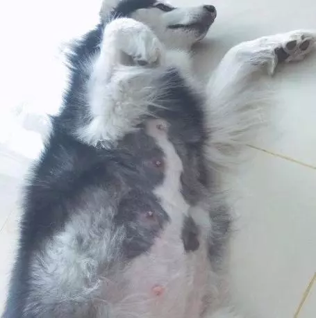 二哈給阿拉斯加生了孩子,小狗出生後的模樣讓主人笑噴:什麼品種?