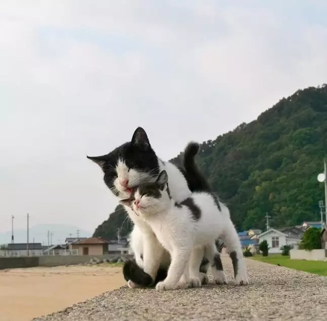 12對流浪貓親子日常照片,日本攝影師被暖到連續按快門!