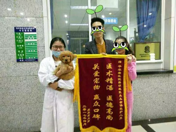 金毛患四種疾病醫生建議安樂,金毛一個眼神讓主人堅持為它治療,一個月後出現奇跡!