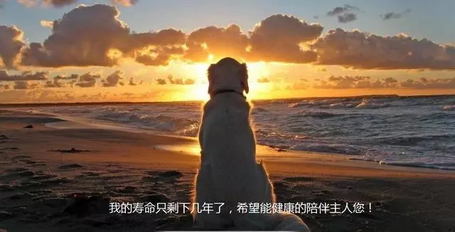狗狗的這5個異常行為,可能是它在向你告別
