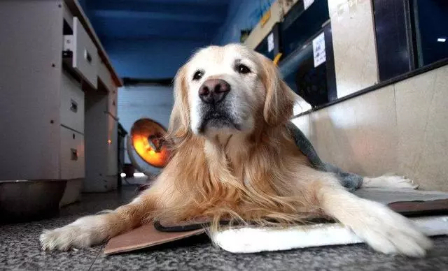 狗狗的這5個異常行為,可能是它在向你告別
