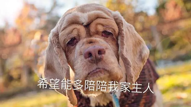 狗狗的這5個異常行為,可能是它在向你告別