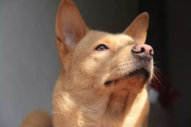禁止飼養的6種狗狗,還在養的趕緊停止