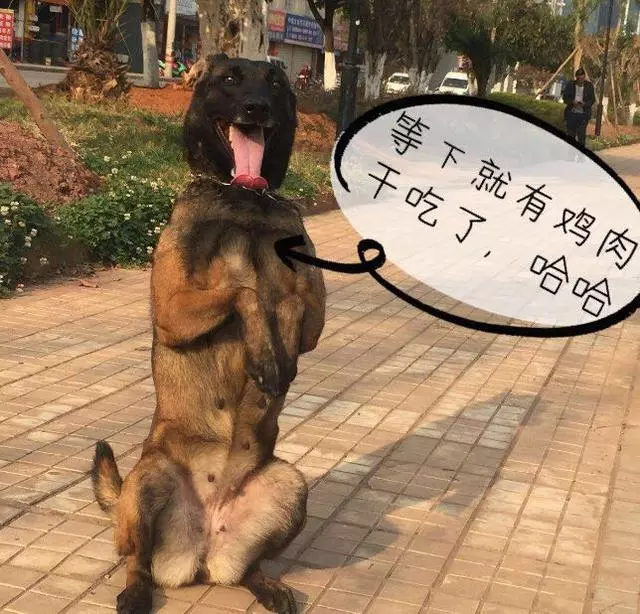 禁止飼養的6種狗狗,還在養的趕緊停止