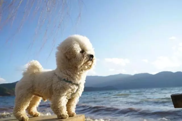堅守文明養犬的剛性規則