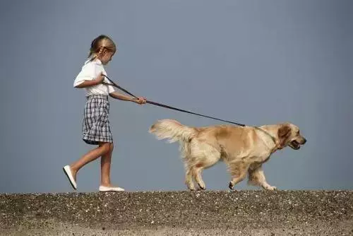 堅守文明養犬的剛性規則