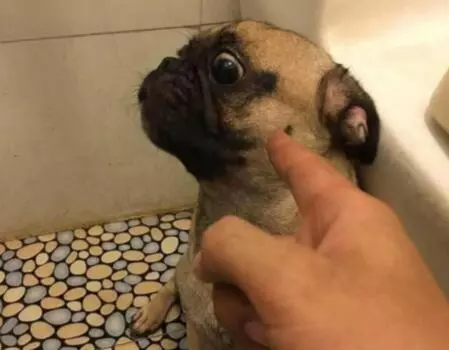 聽說養狗會得病,我好像也中招了