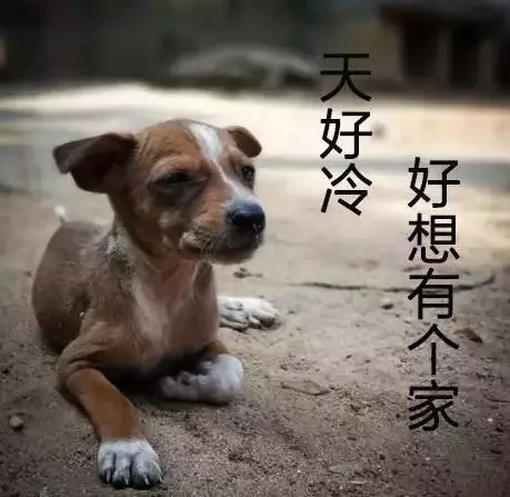 聽說養狗會得病,我好像也中招了