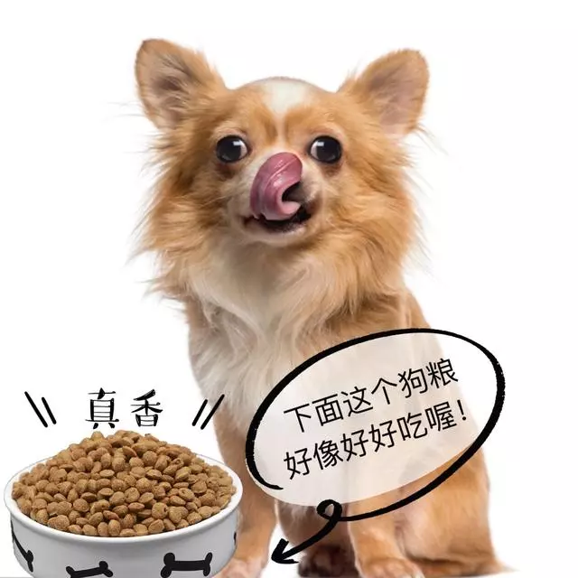 養狗熱知識:除了狗糧,7種對狗狗有益的人類食物