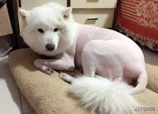 做這些事情會讓狗狗傷心