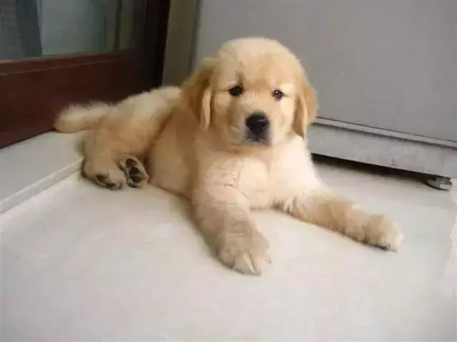 兩個月狗狗渾身黑點,主人接觸後身上奇癢無比