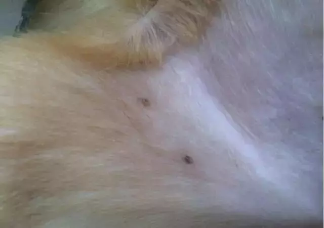 兩個月狗狗渾身黑點,主人接觸後身上奇癢無比