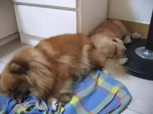 兩個月狗狗渾身黑點,主人接觸後身上奇癢無比