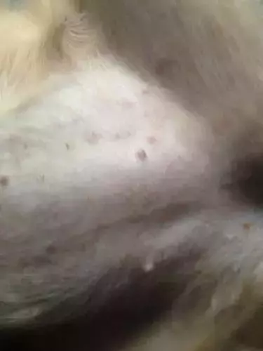 兩個月狗狗渾身黑點,主人接觸後身上奇癢無比