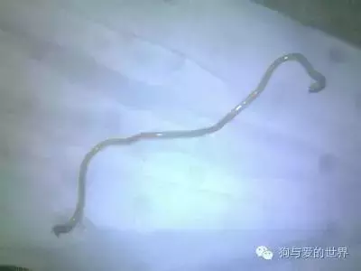 兩個月狗狗渾身黑點,主人接觸後身上奇癢無比
