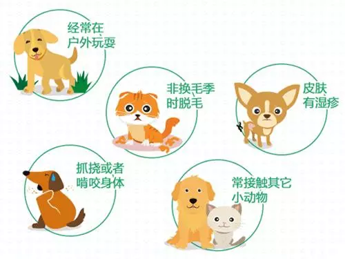 兩個月狗狗渾身黑點,主人接觸後身上奇癢無比