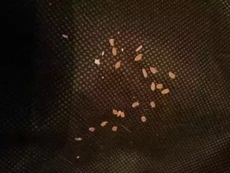 兩個月狗狗渾身黑點,主人接觸後身上奇癢無比