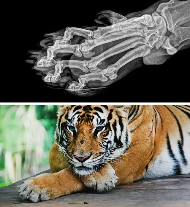 動物園獸醫為動物們做X光檢查：最神奇的就是貓頭鷹的那張圖片