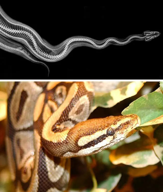 動物園獸醫為動物們做X光檢查：最神奇的就是貓頭鷹的那張圖片