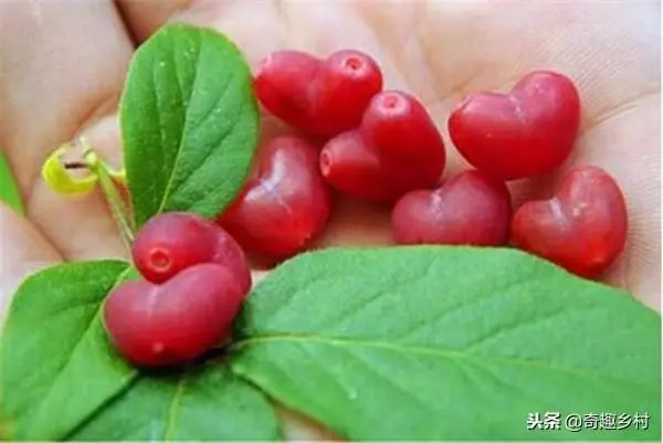 50種不常見的奇葩水果,看看你吃過哪幾個?