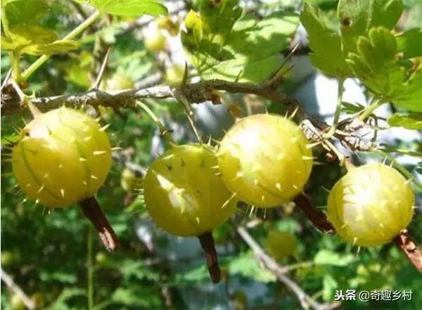 50種不常見的奇葩水果,看看你吃過哪幾個?