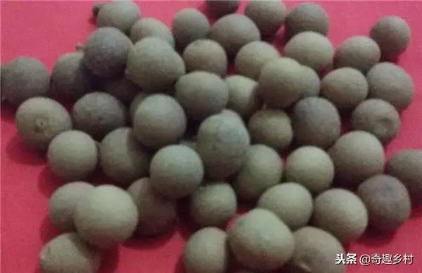 50種不常見的奇葩水果,看看你吃過哪幾個?