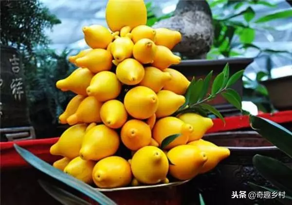50種不常見的奇葩水果,看看你吃過哪幾個?