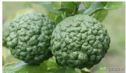 50種不常見的奇葩水果,看看你吃過哪幾個?