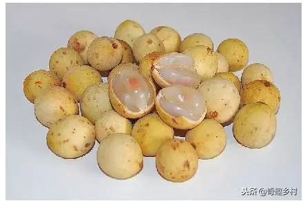 50種不常見的奇葩水果,看看你吃過哪幾個?