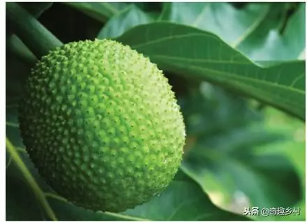 50種不常見的奇葩水果,看看你吃過哪幾個?