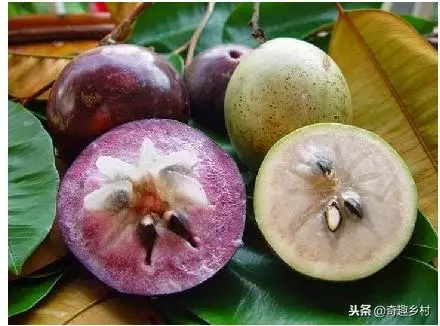 50種不常見的奇葩水果,看看你吃過哪幾個?