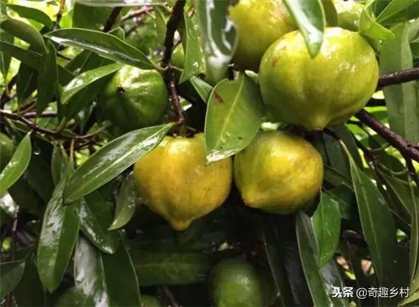 50種不常見的奇葩水果,看看你吃過哪幾個?