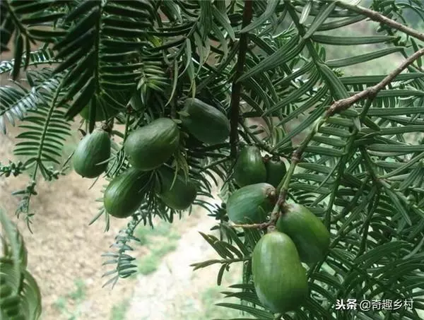50種不常見的奇葩水果,看看你吃過哪幾個?