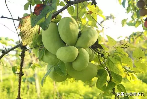 50種不常見的奇葩水果,看看你吃過哪幾個?