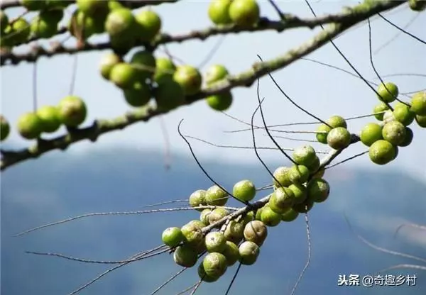 50種不常見的奇葩水果,看看你吃過哪幾個?