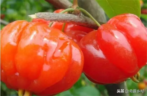 50種不常見的奇葩水果,看看你吃過哪幾個?