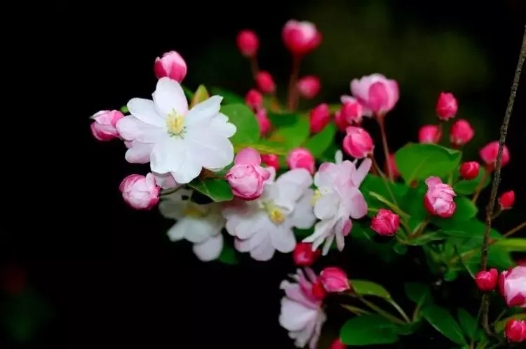 11月24號橫財滔天,桃花包圍,呼風喚雨,金銀滾滾數不盡的5大生肖,一富富足十年!