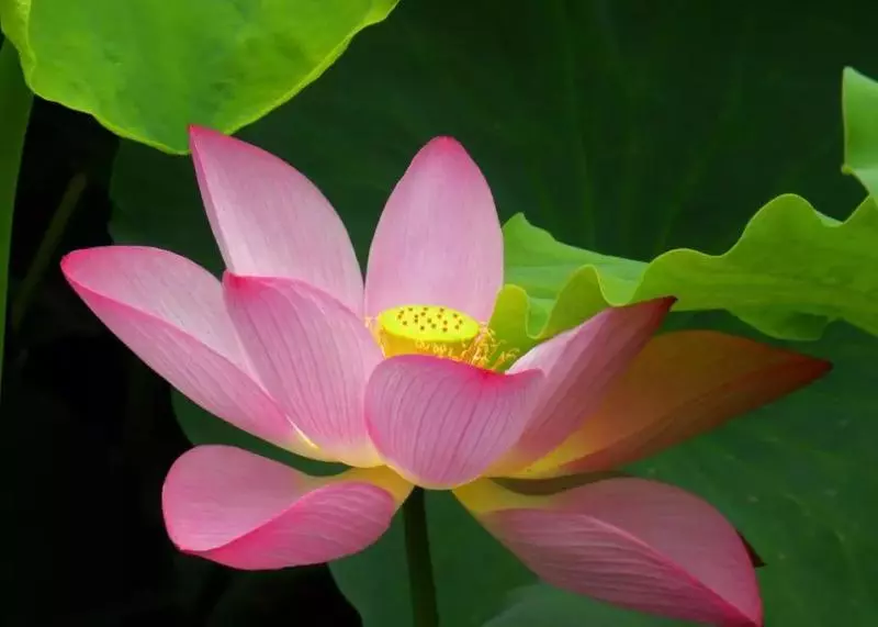 11月24號橫財滔天,桃花包圍,呼風喚雨,金銀滾滾數不盡的5大生肖,一富富足十年!