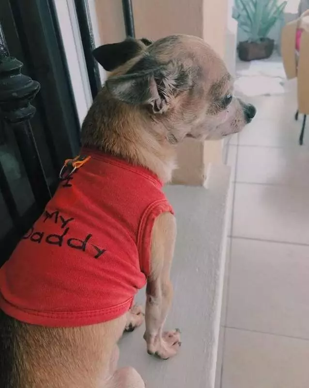 主人先去往天堂,6年後狗狗翻到主人衣服,狗狗趴在不肯走,熟悉味道讓它流下眼淚!