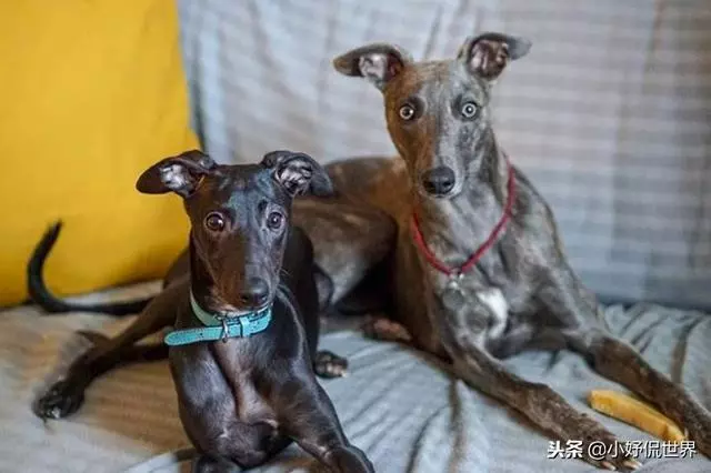 10種隨著時間的推移而改變了容顏的犬種