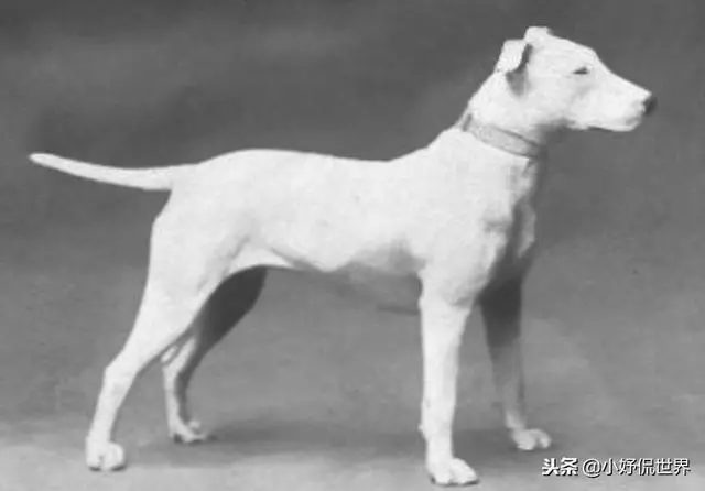 10種隨著時間的推移而改變了容顏的犬種