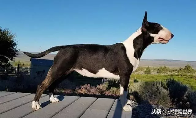10種隨著時間的推移而改變了容顏的犬種