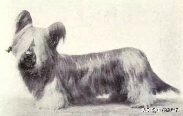 10種隨著時間的推移而改變了容顏的犬種
