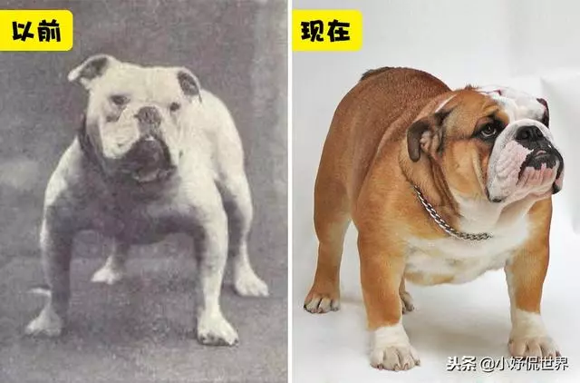 10種隨著時間的推移而改變了容顏的犬種