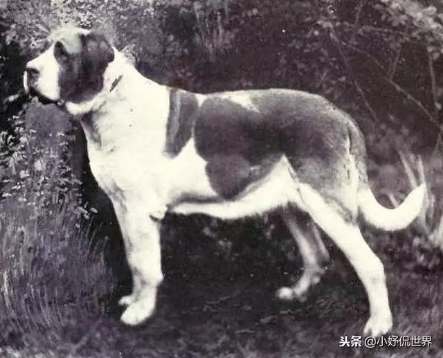 10種隨著時間的推移而改變了容顏的犬種