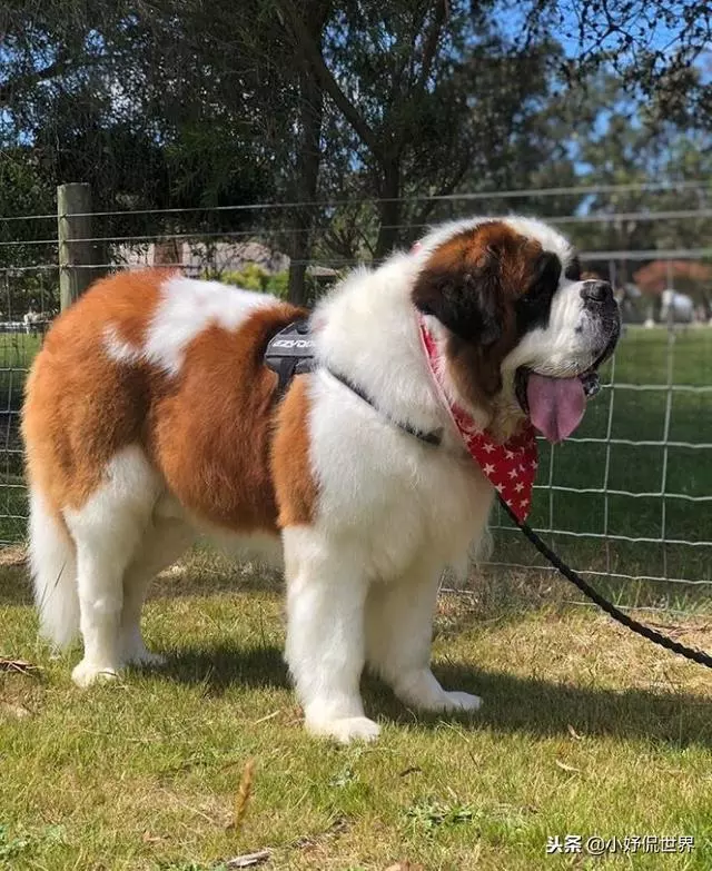 10種隨著時間的推移而改變了容顏的犬種
