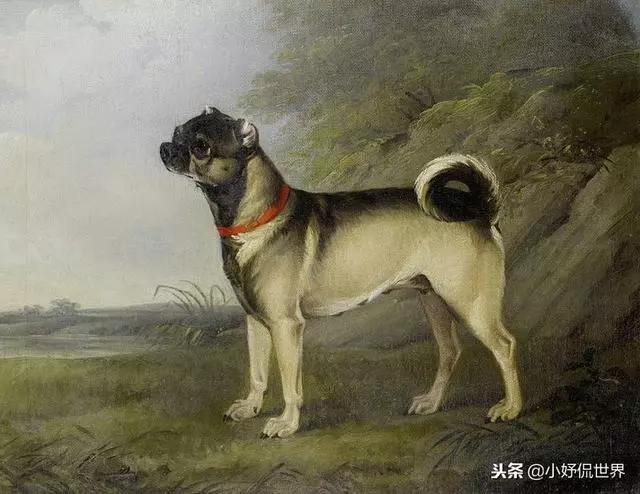 10種隨著時間的推移而改變了容顏的犬種