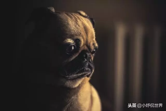 10種隨著時間的推移而改變了容顏的犬種
