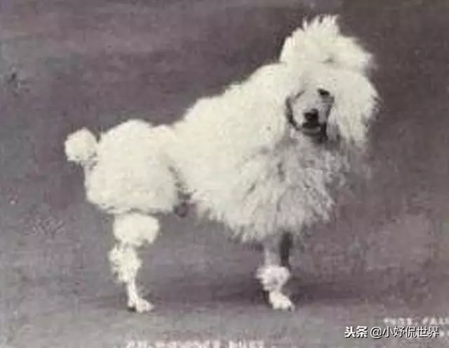 10種隨著時間的推移而改變了容顏的犬種